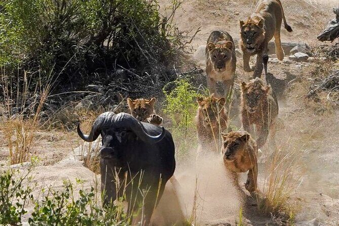 Kruger National Park - Private full day Safari trip. - FAQs