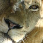 Kruger National Park Private Guided Tour - Why This Tour Offers Great Value