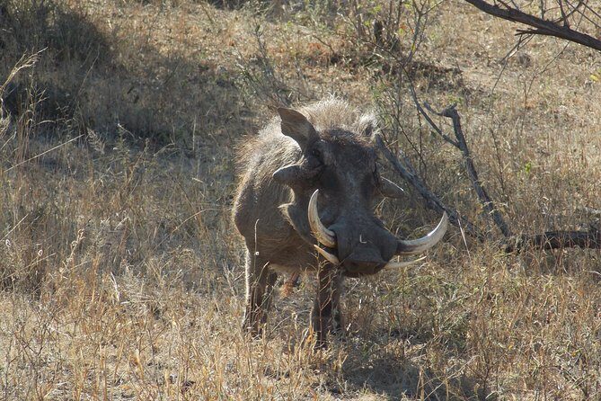 Kruger National Park - Private Sunrise Half day Safari trip. - The Value of Guided, Private Safaris