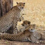 Kruger National Park Sunrise Half-Day Safari Tour - Practical Details and Logistics