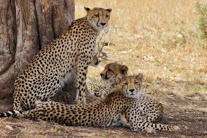 Kruger National Park Sunrise Half-Day Safari Tour - Practical Details and Logistics