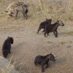 Kruger National Park - Sunset Safari trip. - Why This Trip Works for Different Travelers