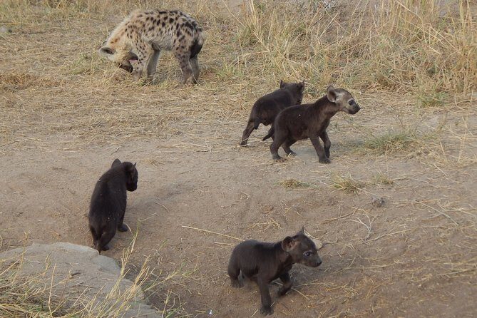 Kruger National Park - Sunset Safari trip. - Why This Trip Works for Different Travelers