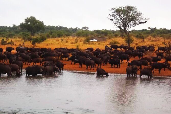 Kruger national park tour-4days/3 nights - Exploring the 4-Day Kruger National Park Tour: A Practical Review