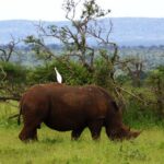 Kruger Park 2-day Safari from Maputo (Open-backed Safari Vehicle) - What’s Included and What to Expect
