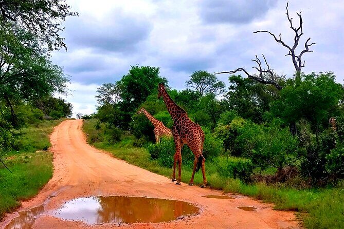 Kruger Park Full Day Guided Safari - The Itinerary Explained