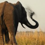 Kruger Park - Full day - Private safari vehicle - The Value of the Experience