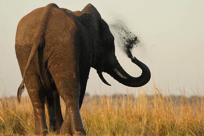 Kruger Park - Full day - Private safari vehicle - The Value of the Experience