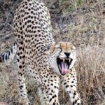 Kruger Park Safari: Guided Day Tour from Nelspruit - Itinerary Breakdown