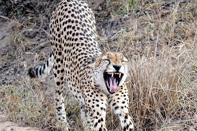 Kruger Park Safari: Guided Day Tour from Nelspruit - Itinerary Breakdown