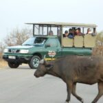 Kruger Park Safari - Half Day Game Drive from Hazyview - What Does the Price Cover? Is It Worth It?