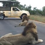 Kruger Park Safari Private Full-Day Tour from Malelane - Who Is This Tour Best Suited For?