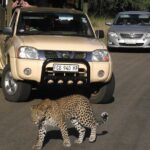 Kruger Park Safari Private Full-Day Tour from Marloth Park - Pricing and Value