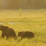 Kuusamo: Bear Watching Overnight Tour - Exploring the Kuusamo: Bear Watching Overnight Tour