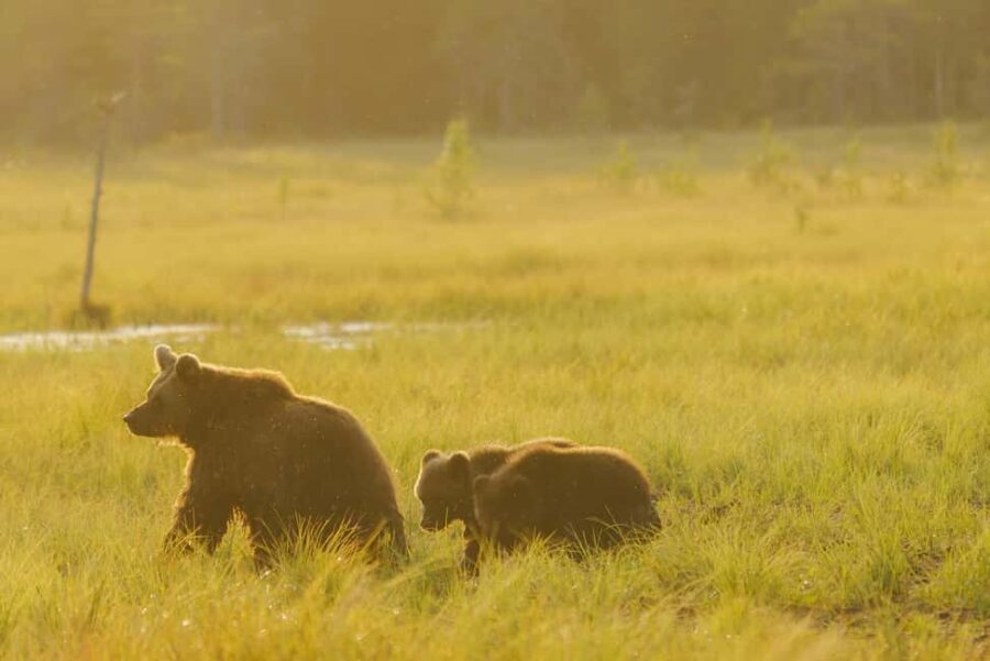 Kuusamo: Bear Watching Overnight Tour - Exploring the Kuusamo: Bear Watching Overnight Tour
