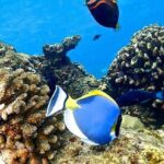 Kuza Cave Tour, Blue Lagoon, Starfish Adventure, The Rock Restaurant, Paje Beach - Practical Details and What It Means for You