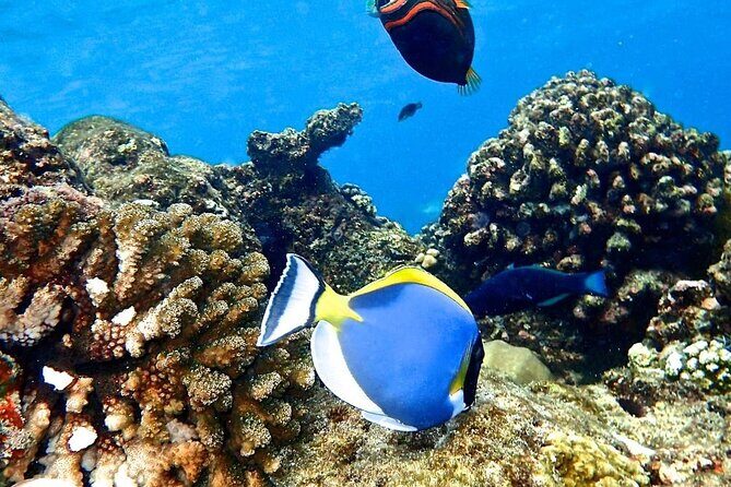 Kuza Cave Tour, Blue Lagoon, Starfish Adventure, The Rock Restaurant, Paje Beach - Practical Details and What It Means for You