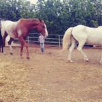 La Orotava: Workshop "Natural Horsemanship" and Permaculture - Who Should Consider This Tour?