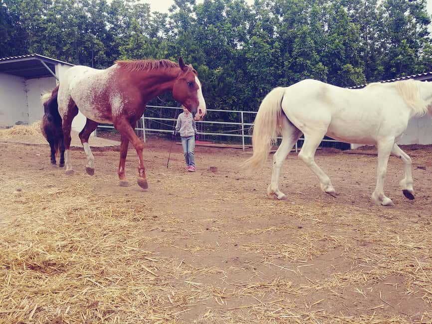 La Orotava: Workshop "Natural Horsemanship" and Permaculture - Who Should Consider This Tour?