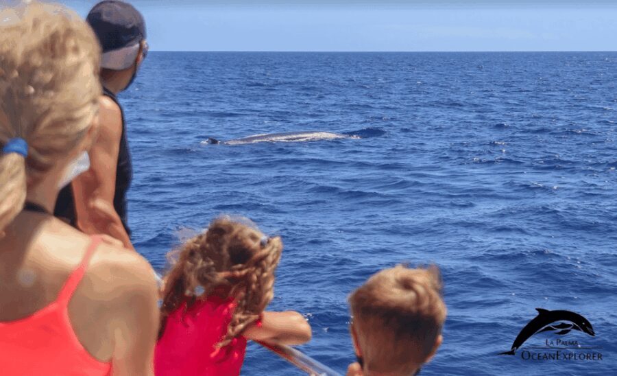 La Palma: Whale Watching Experience and Coastal Highlights - Analyzing the Value
