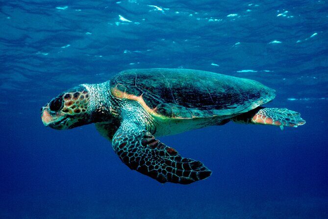 Laganas Zakynthos: Marathonissi, Keri Caves and Turtles Spotting - What to Expect from the Tour