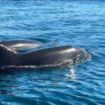 Lagos: Dolphin Watching Tour - A Closer Look at the Experience