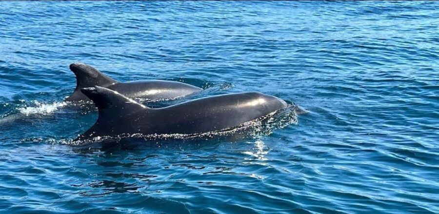 Lagos: Dolphin Watching Tour - A Closer Look at the Experience