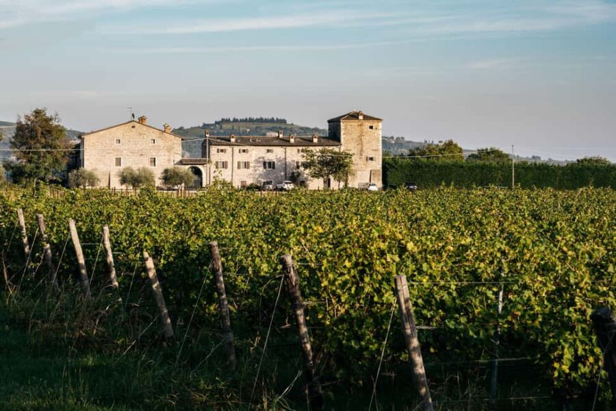 LAKE GARDA: VINEYARD AND WINERY TOUR - Exploring the Lake Garda Vineyard and Winery Tour in Detail