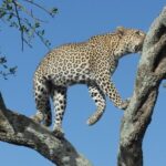 Lake Manyara Guided Day Tour from Arusha - The Value of This Tour