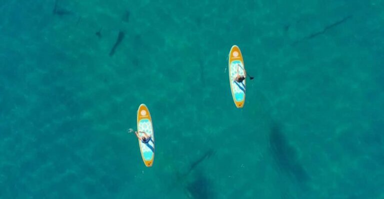 Lake Mead: Paddle Board Rental - The Sum Up