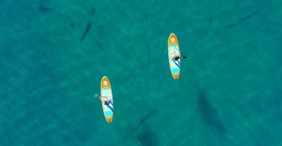 Lake Mead: Paddle Board Rental - The Sum Up