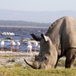 Lake Nakuru Day Trip From Nairobi - Itinerary Breakdown: What You Can Expect
