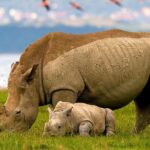 Lake Nakuru Day Trip From Nairobi - The Guide and Personal Service