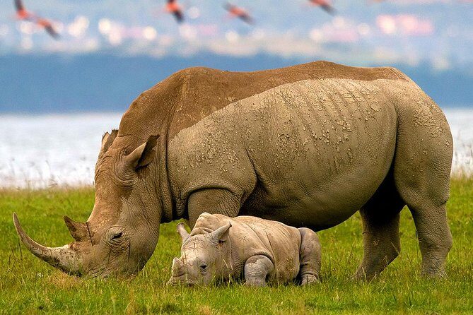 Lake Nakuru Day Trip From Nairobi - The Guide and Personal Service
