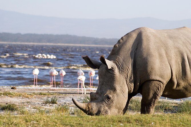 Lake Nakuru Day Trip From Nairobi - Itinerary Breakdown: What You Can Expect