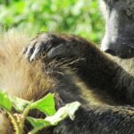Lake Nakuru Day Trip Safari  & Optional Lake Naivasha Boat - Discovering the Itinerary: What You Can Expect