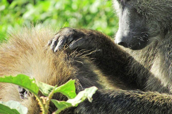 Lake Nakuru Day Trip Safari  & Optional Lake Naivasha Boat - Discovering the Itinerary: What You Can Expect