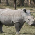 Lake Nakuru National Park & Boat Ride at Lake Naivasha Day Tour From Nairobi - The Sum Up