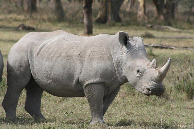 Lake Nakuru National Park & Boat Ride at Lake Naivasha Day Tour From Nairobi - The Sum Up