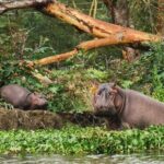 Lake Nakuru National Park Day Tour - The Realities of the Experience: Authentic Insights from Reviewers