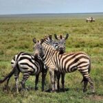 Lake Nakuru National park Day Tour From Nairobi - Detailed Breakdown of the Itinerary