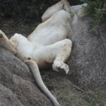 Lake Nakuru National Park Day Tour Via Lake Naivasha - FAQ