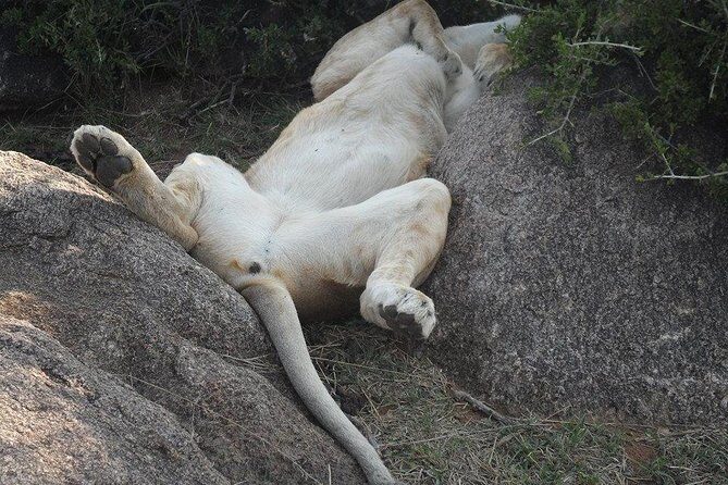 Lake Nakuru National Park Day Tour Via Lake Naivasha - FAQ