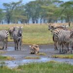 Lake Nakuru National Park Day Trip From Nairobi - Detailed Breakdown of the Itinerary