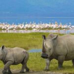 Lake Nakuru National Park - Day Trip (With Park Fees) - Final Thoughts: Who Will Love This Tour?