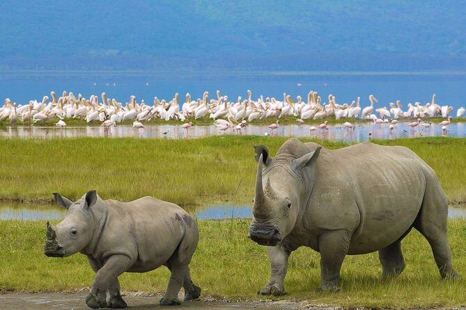 Lake Nakuru National Park - Day Trip (With Park Fees) - Final Thoughts: Who Will Love This Tour?