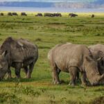Lake Nakuru National Park Full Day - In-Depth Itinerary Breakdown