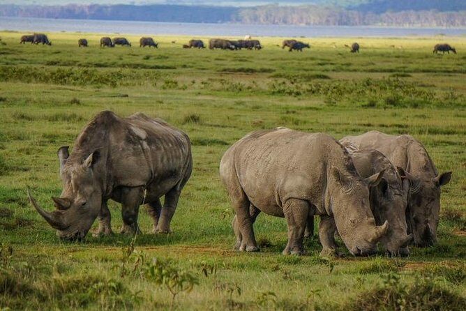 Lake Nakuru National Park Full Day - In-Depth Itinerary Breakdown