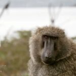 Lake Nakuru NP Half-Day Safari - Who Is This Tour Best For?