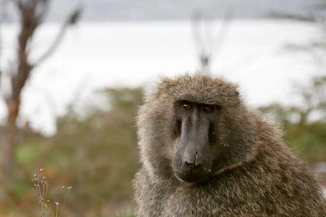 Lake Nakuru NP Half-Day Safari - Who Is This Tour Best For?